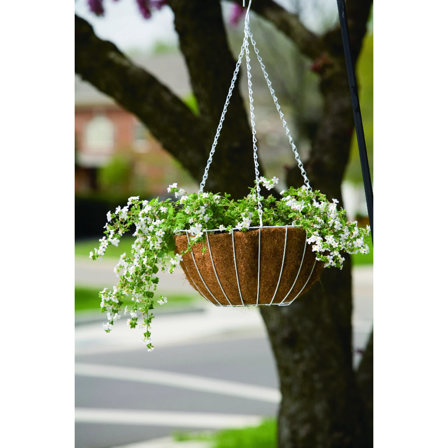 14-Inch White Growers Hanging Basket